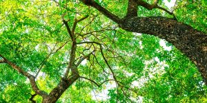 Gestión de repoblaciones forestales y de tratamientos silvícolas EFAS DE ARAGÓN