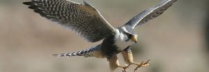 cropped falcon1