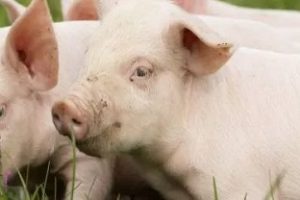 Producción porcina de reproducción y cría
