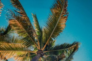 Gestión y mantenimiento de árboles y palmeras ornamentales