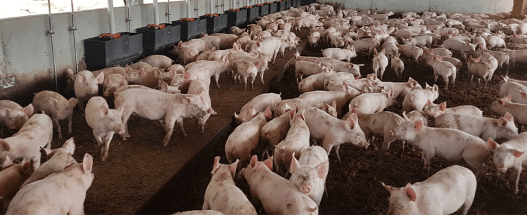 curso produccion porcina reproduccion cria