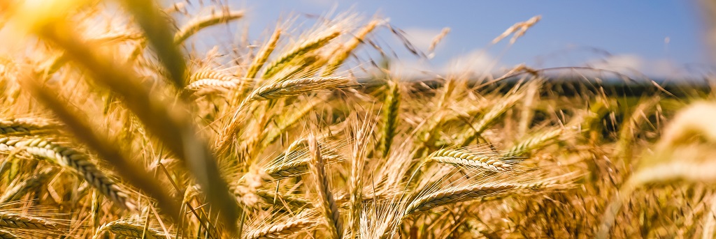 explotaciones agrarias de agricultura ecologica